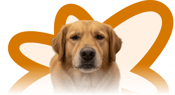 Dog hiding pain symptoms