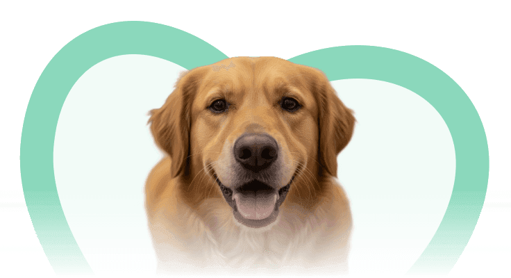 Happy dog with owner