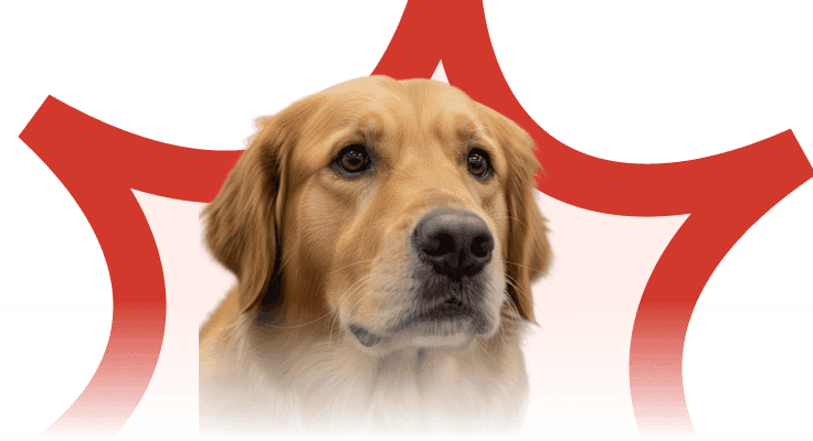 Dog experiencing separation anxiety